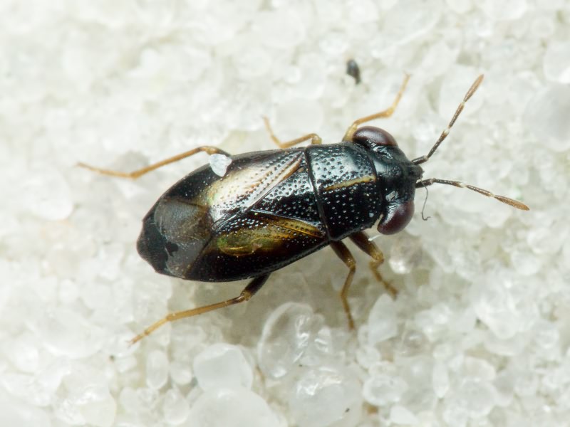 Geocoris ater (Fabricius, 1787)